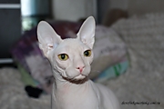      Ch.Nika De La Fere           Don Sphynx